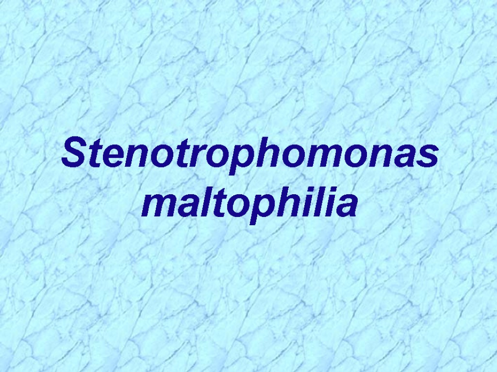 Stenotrophomonas maltophilia